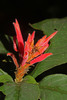 Red Aphelandra - Photo (c) Ruth Ripley, all rights reserved, uploaded by Ruth Ripley