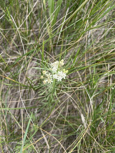 plains milkweed