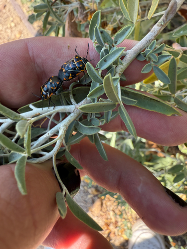iNaturalist observation photo of Harlequin Bug