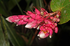 Cavendishia complectens image