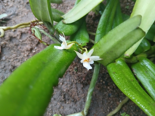 Calyptrochilum christyanum