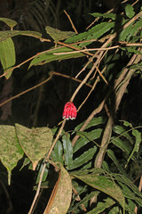 Psammisia ramiflora image
