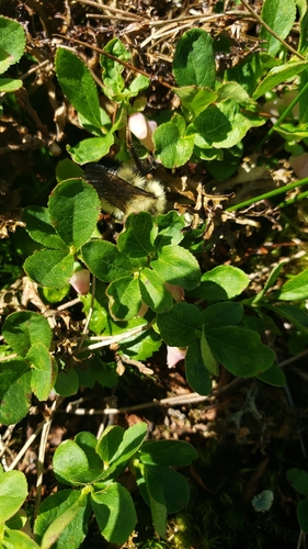 Vaccinium cespitosum iNaturalist observation