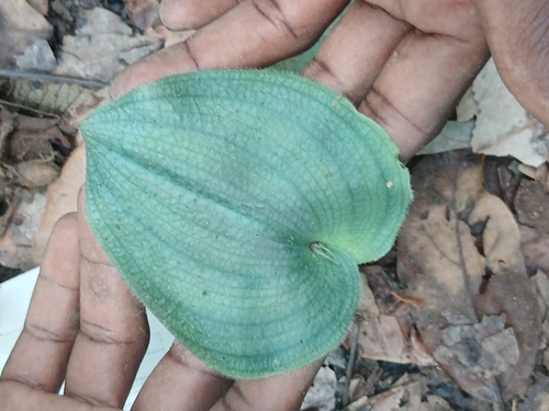 Habenaria keayi