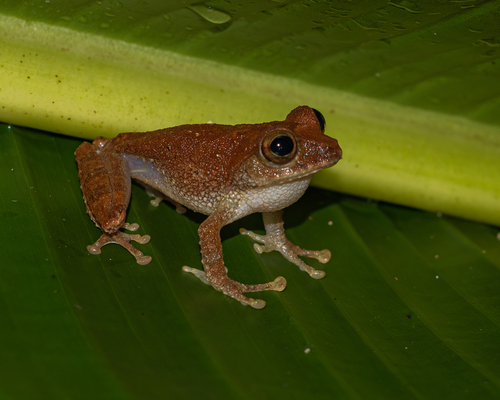 Philautus surrufus