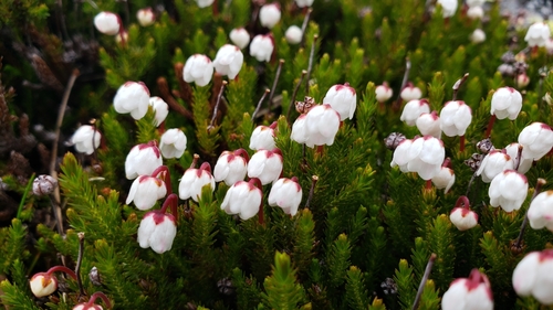 Harrimanella hypnoides iNaturalist observation