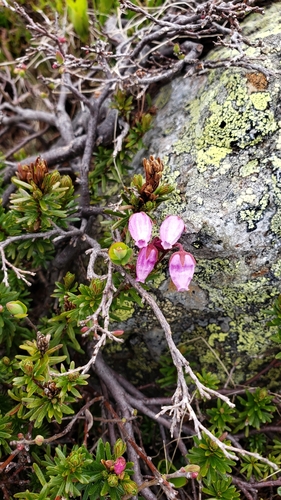 Phyllodoce caerulea iNaturalist observation