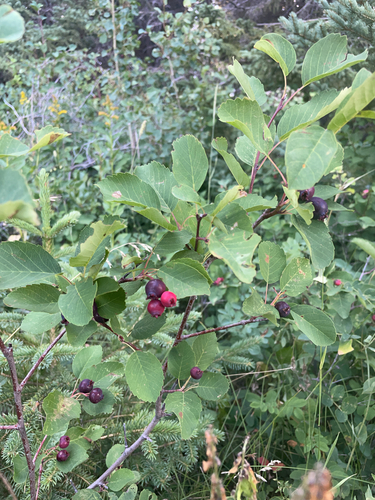 Saskatoon