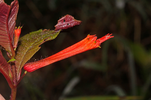 Cuphea appendiculata image