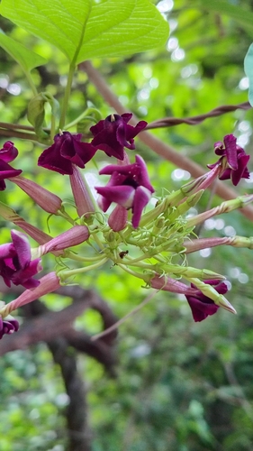 Laubertia contorta (Laubertia contorta)