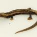 Salamandra Cejuda - Photo (c) brosisrodriguezb, todos los derechos reservados