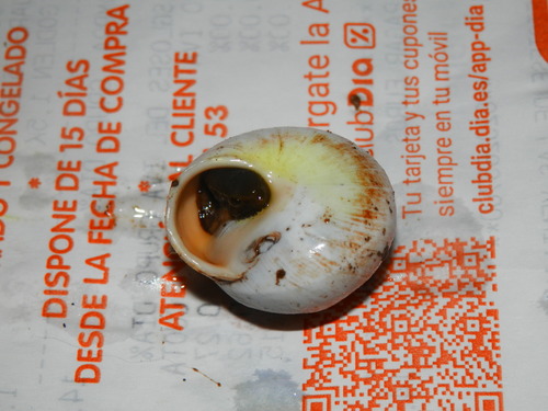 Sphincterochila baetica