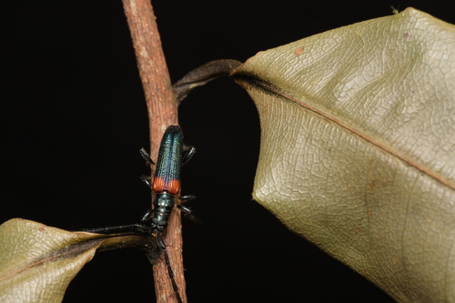 Pseudocometes argutulus