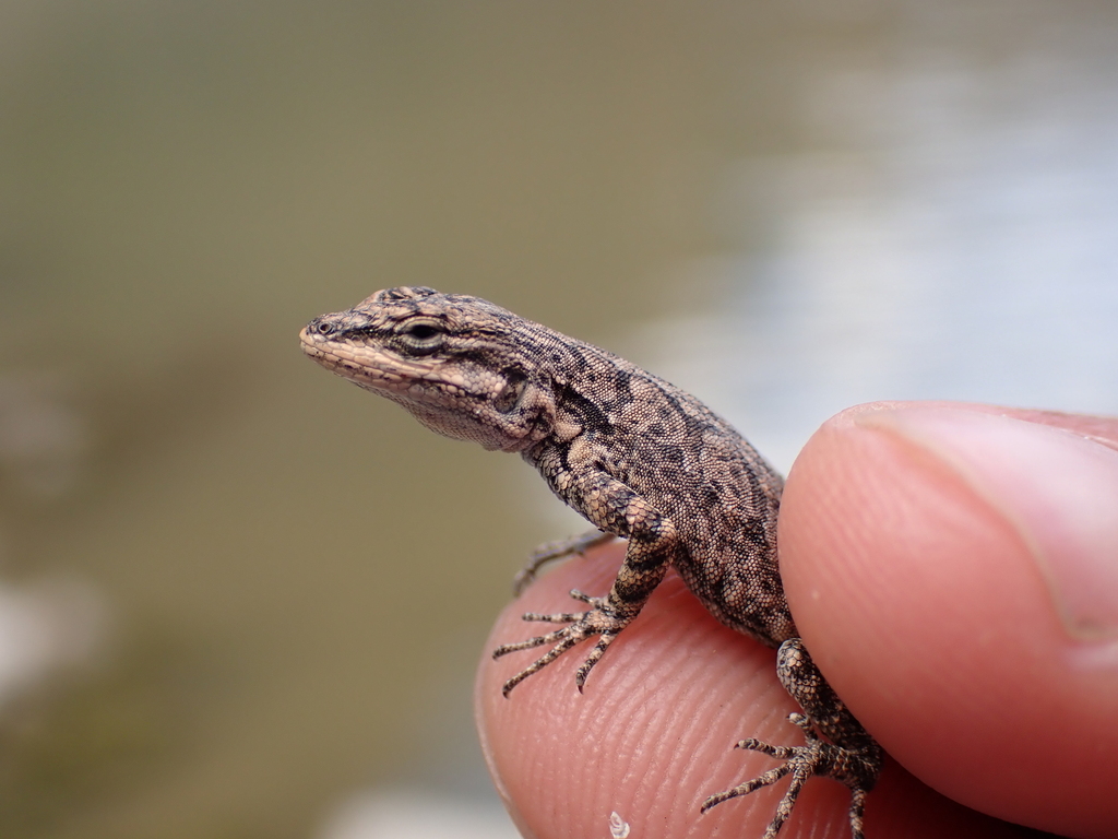 Ornate Tree Lizard in August 2025 by Jack Curry · iNaturalist