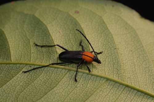 Pseudoeriphus robustus