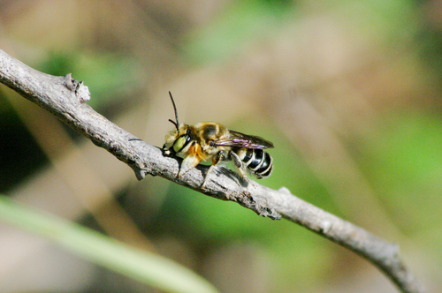 Megachile furcata