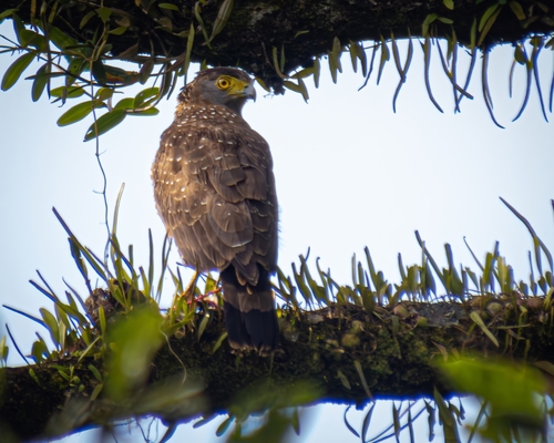 Philippine Serpent-Eagle