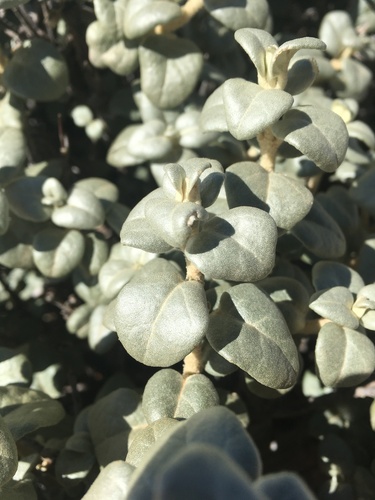 Roundleaf buffaloberry