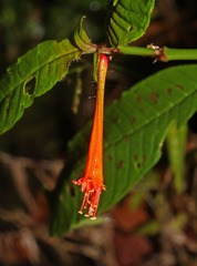 Cuphea appendiculata image
