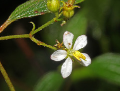 Chaetogastra longifolia image