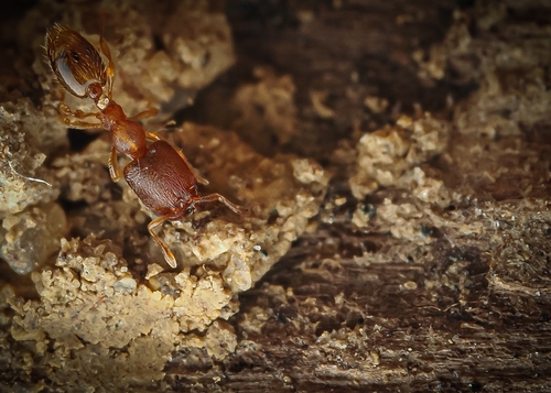 Carebara wheeleriCarebara wheeleri