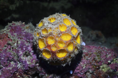 Cinachyrella