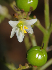 Xiphidium caeruleum image