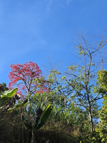 Erythrina verna