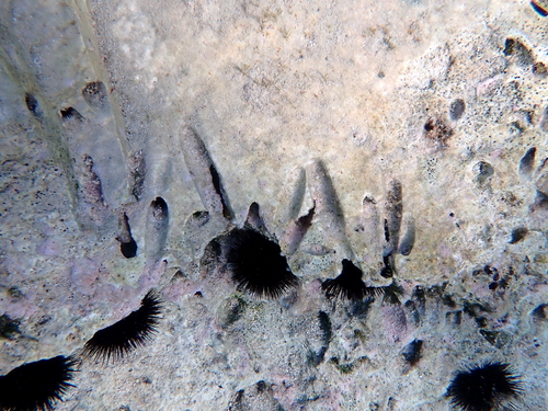 Lithophaga lithophaga