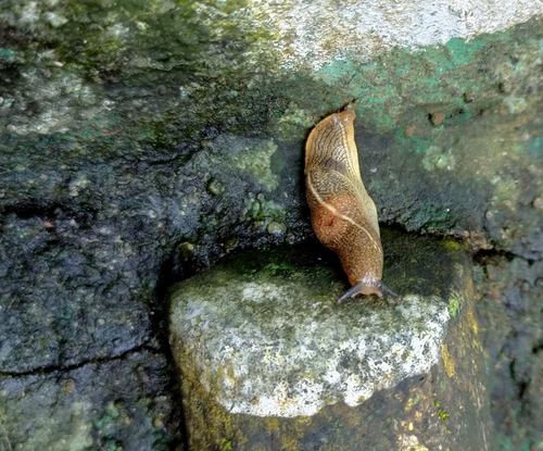 Brown Slug