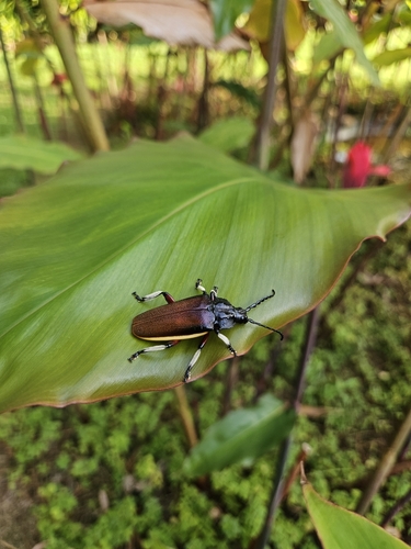 Solenoptera bilineata