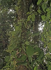 Begonia glabra image