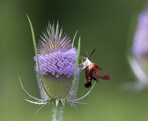Hummingbird Clearwing (Hemaris thysbe)