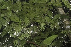 Pentaclethra macroloba image
