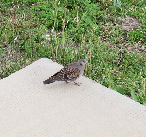 Oriental Turtle-Dove