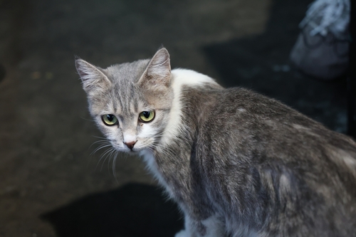 Domestic Cat