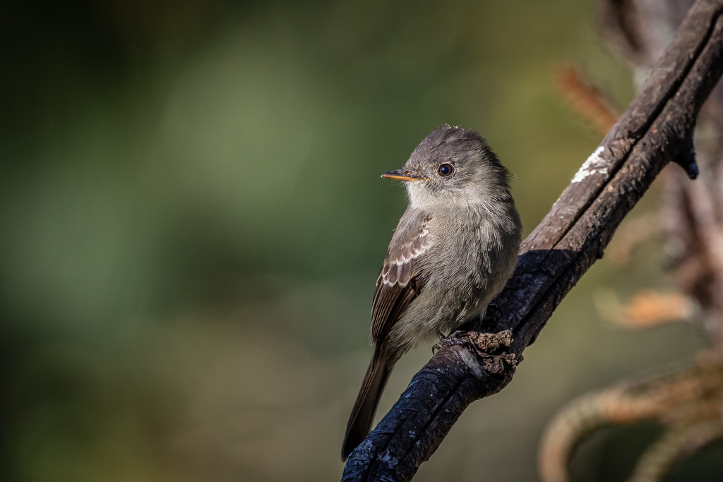 Southern Tropical Pewee photo