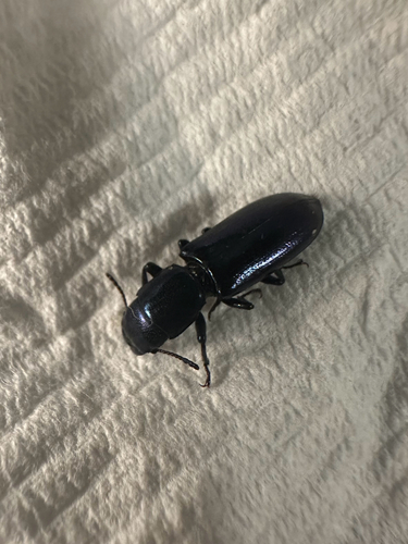 iNaturalist observation photo of Pine Trogossitid Beetle