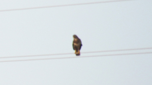 Common Buzzard