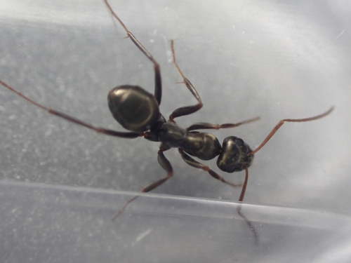 iNaturalist observation photo of fusca-group Field Ants and Allies