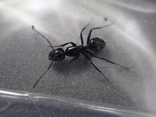 iNaturalist observation photo of Hairy Smooth Carpenter Ant