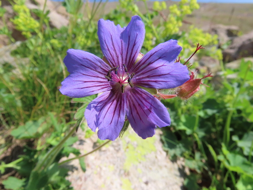 Iberian geranium (Geranium ibericum)