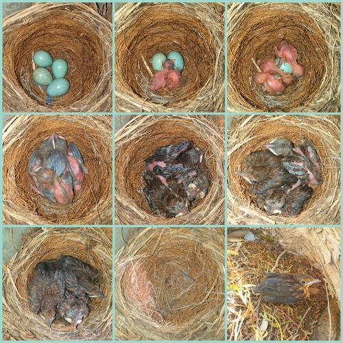 Juodasis strazdas nuotrauka