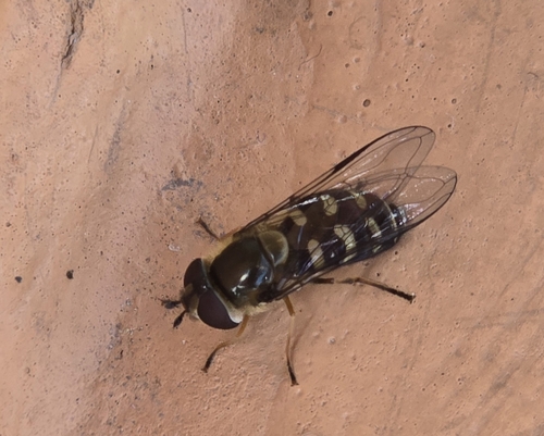 Unknown species found near Glacier National Park, Glacier County, US-MT, US