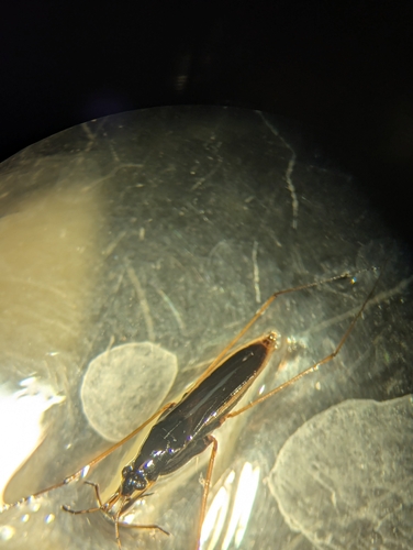 Gerris marginatus