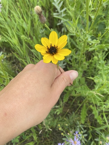 Stiff Sunflower