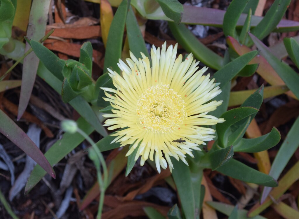 Carpobrotus edulis — an easy houseplant, prefers full sun light