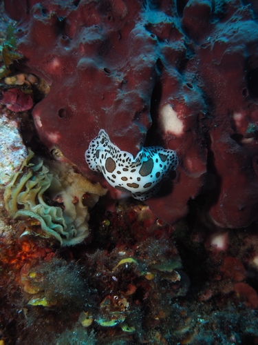 Peltodoris atromaculata