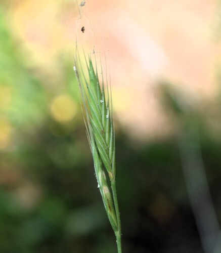 Brachypodium
