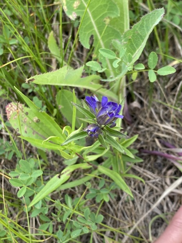 pleated gentian